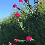 19 Hotel Çeşme