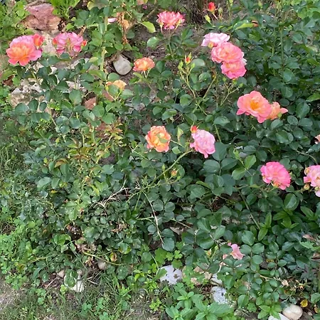 فندق 19 Apart Çeşme